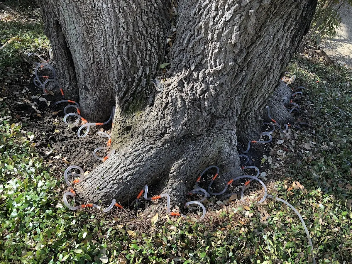Detailed Tree Cabling and Bracing job site in Nevada