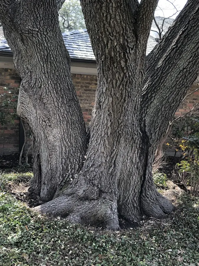 Mature heritage tree close to a Nevada property cared for by certified arborists